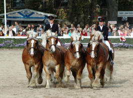 Landgestüt Warendorf: Fahrschule auf der Hengstparade