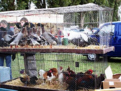 Heimatverein Warendorf: Fettmarkt 2005